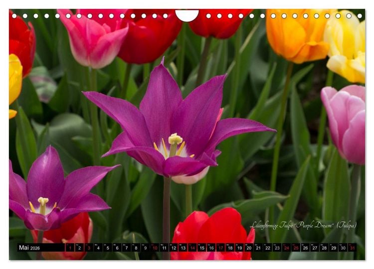 Produktbild: Zierbilder der Natur BLUMEN (Wandkalender 2026 DIN A4 quer), CALVENDO Monatskalender