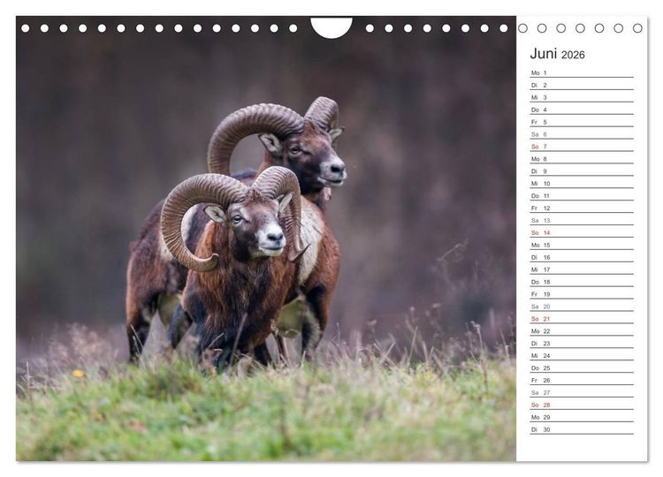 Produktbild: Emotionale Momente: Muffelwild. (Wandkalender 2026 DIN A4 quer), CALVENDO Monatskalender
