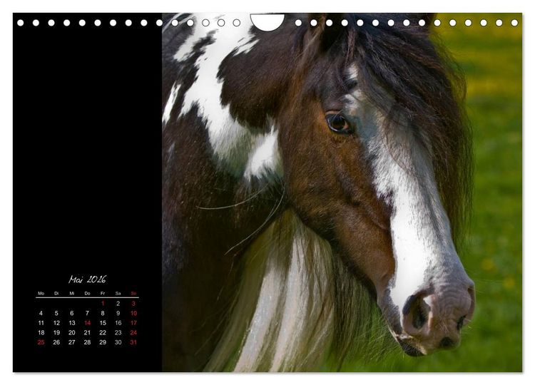 Produktbild: Irish Tinker (Wandkalender 2026 DIN A4 quer), CALVENDO Monatskalender