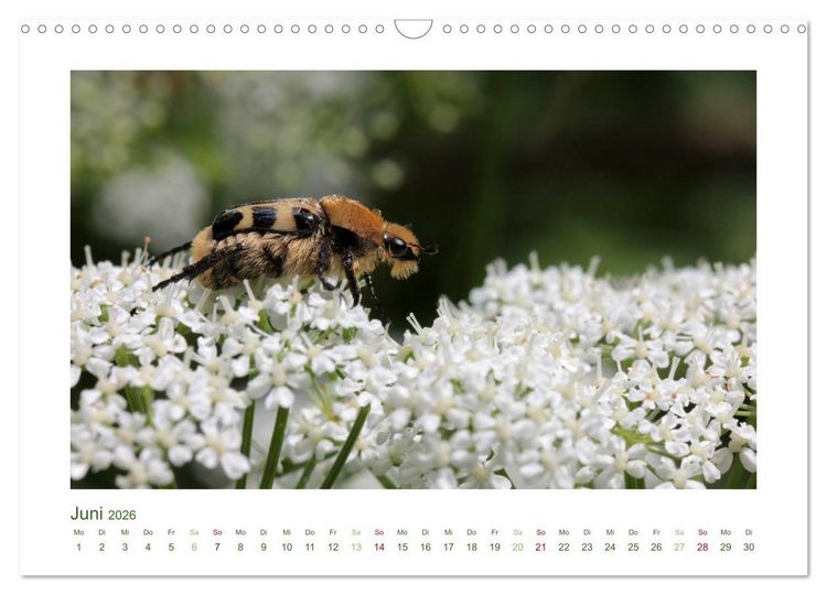 Produktbild: Heimische Insekten 2026 (Wandkalender 2026 DIN A3 quer), CALVENDO Monatskalender