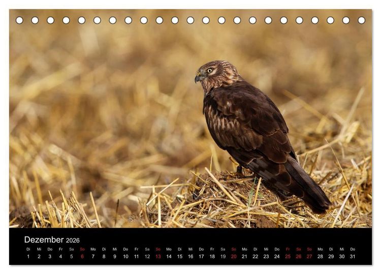 Produktbild: Wiesenweihen in Deutschland (Tischkalender 2026 DIN A5 quer), CALVENDO Monatskalender