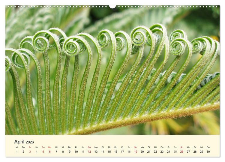 Produktbild: Kraftquelle Gr&uuml;n (Wandkalender 2026 DIN A2 quer), CALVENDO Monatskalender