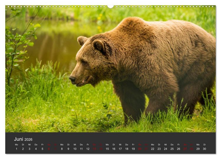Produktbild: Die grossen B&auml;rentatzen (Wandkalender 2026 DIN A2 quer), CALVENDO Monatskalender