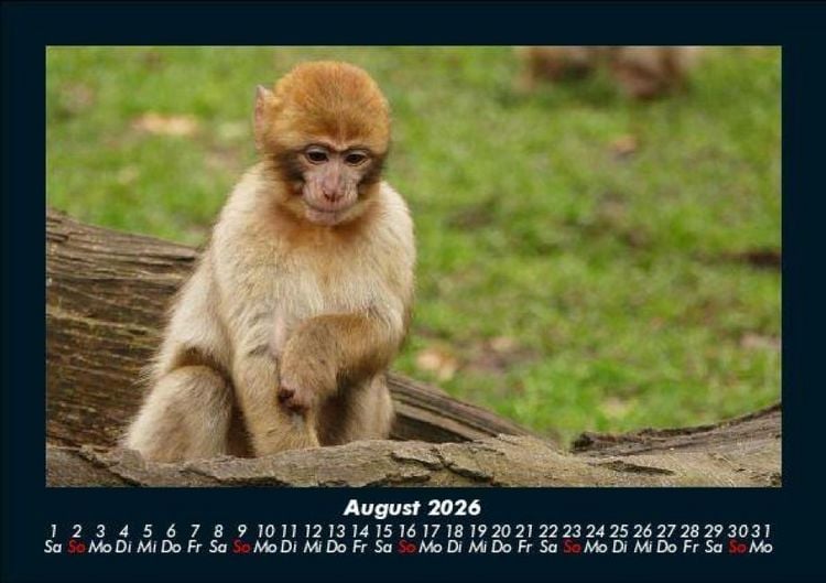 Produktbild: Der Tierkalender 2026 Fotokalender DIN A5