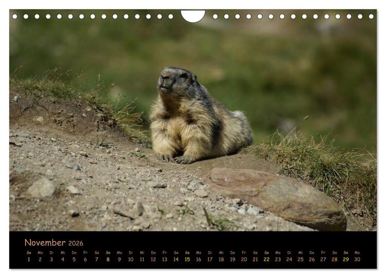 Produktbild: Wildlife - Verspielte Murmeltiere (Wandkalender 2026 DIN A4 quer), CALVENDO Monatskalender