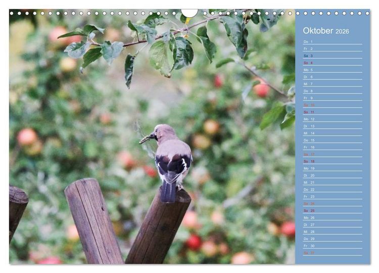Produktbild: Gefiederte Gartenfreunde (Wandkalender 2026 DIN A3 quer), CALVENDO Monatskalender
