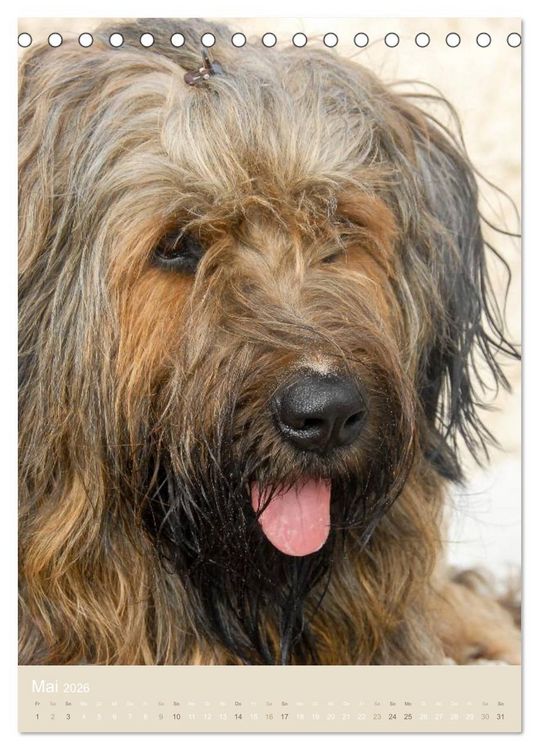 Produktbild: Briard-Gesichter (Tischkalender 2026 DIN A5 hoch), CALVENDO Monatskalender