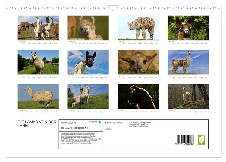 Produktbild: DIE LAMAS VON DER LAHN (Wandkalender 2026 DIN A3 quer), CALVENDO Monatskalender