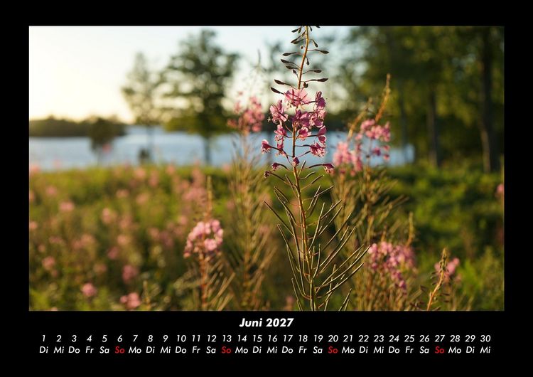 Produktbild: Blumentr&auml;ume 2027 Fotokalender DIN A3