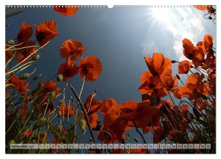 Produktbild: Voll Mohn (hochwertiger Premium Wandkalender 2027 DIN A2 quer), Kunstdruck in Hochglanz