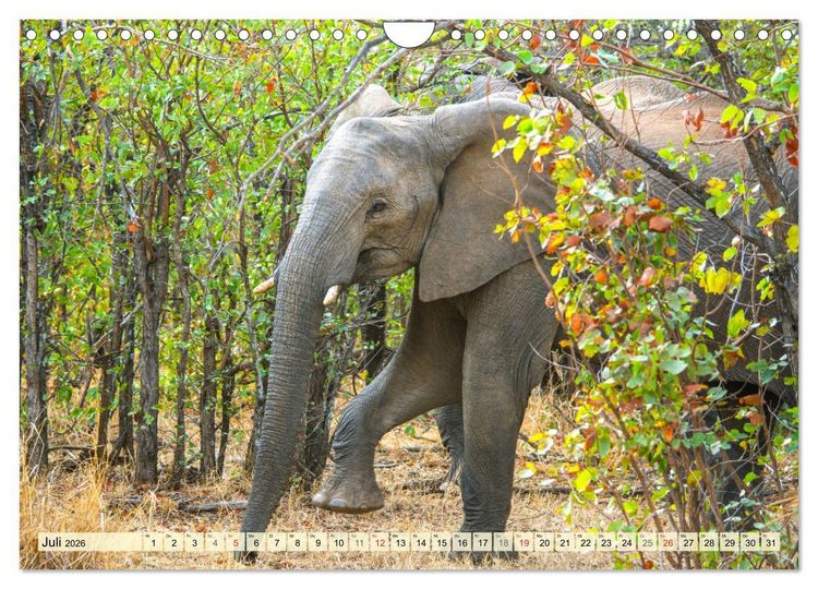 Produktbild: Eswatini - K&ouml;nigreich im s&uuml;dlichen Afrika (Wandkalender 2026 DIN A4 quer), CALVENDO Monatskalender