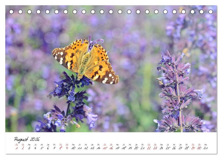 Produktbild: Sch&ouml;nheiten in freier Natur (Tischkalender 2026 DIN A5 quer), CALVENDO Monatskalender