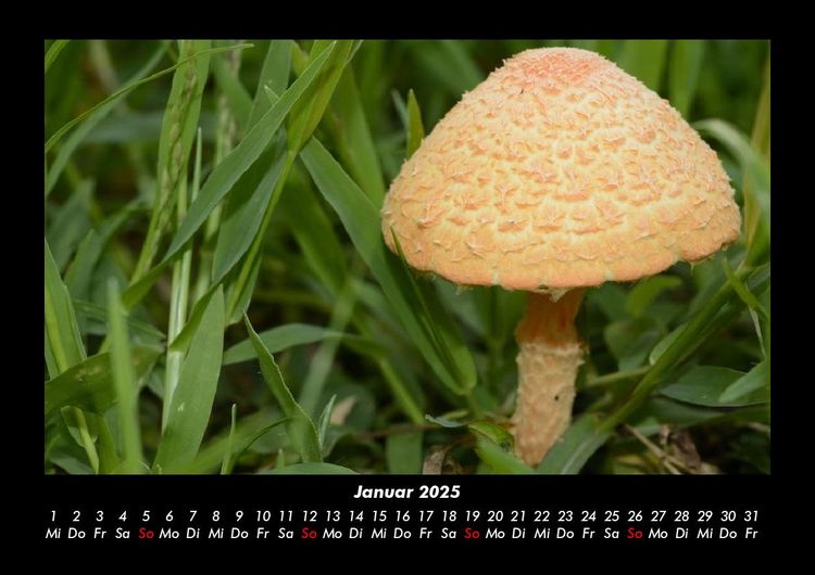 Produktbild: Natur 2025 Fotokalender DIN A3