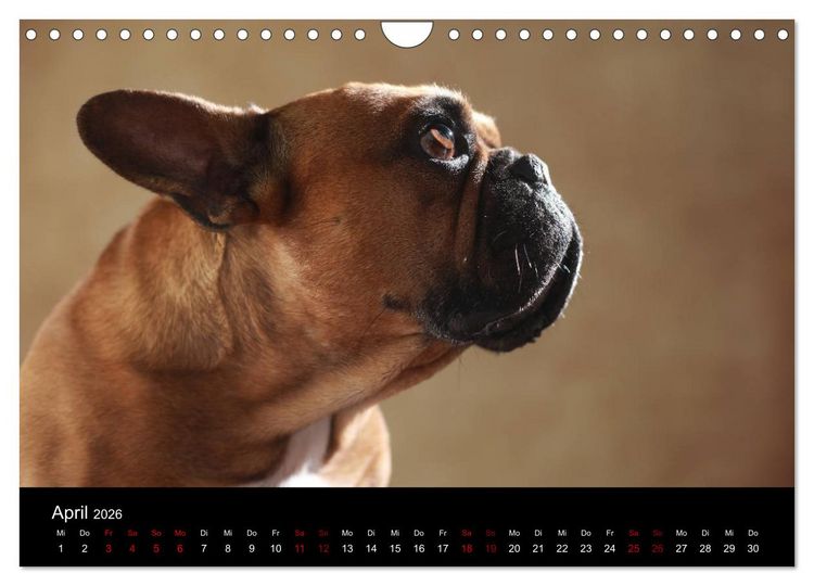 Produktbild: Charme auf vier Pfoten - Franz&ouml;sische Bulldoggen Portraits (Wandkalender 2026 DIN A4 quer), CALVENDO Monatskalender