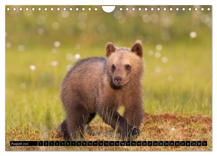 Produktbild: Magie des Augenblicks - Tierkinder - klein, aber wild (Wandkalender 2026 DIN A4 quer), CALVENDO Monatskalender