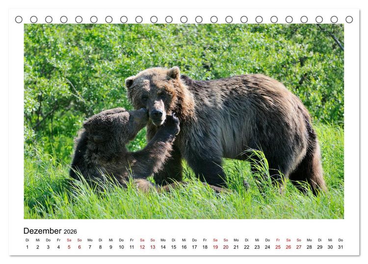 Produktbild: Braunb&auml;ren in Alaska (Tischkalender 2026 DIN A5 quer), CALVENDO Monatskalender