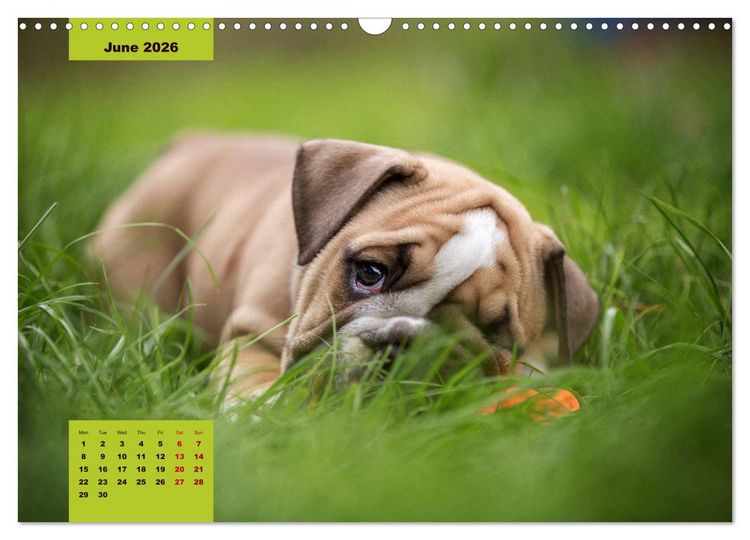 Produktbild: English Bulldog (Wall Calendar 2026 DIN A3 landscape), CALVENDO 12 Month Wall Calendar