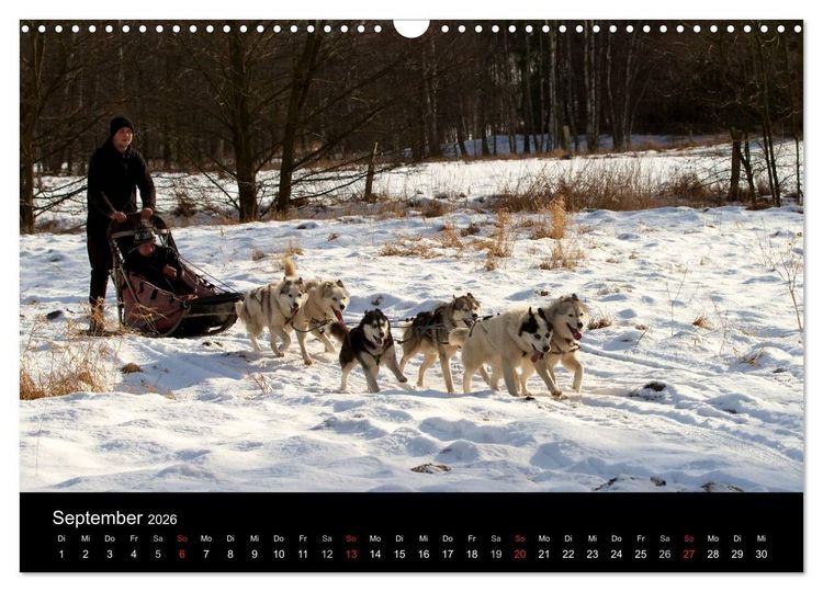 Produktbild: Huskys (Wandkalender 2026 DIN A3 quer), CALVENDO Monatskalender