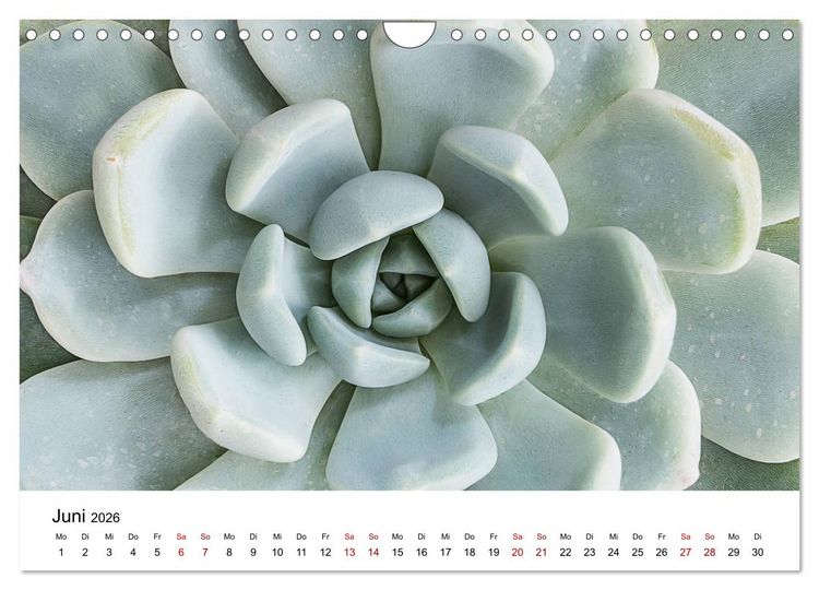 Produktbild: Sukkulenten Galerie (Wandkalender 2026 DIN A4 quer), CALVENDO Monatskalender