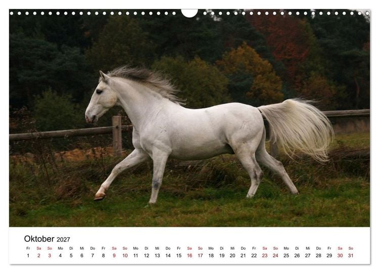 Produktbild: PFERDE - Zwischen Himmel, Erde und Hufschlag (Wandkalender 2027 DIN A3 quer), CALVENDO Monatskalender