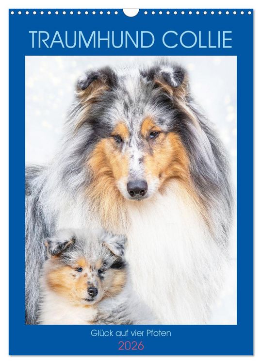 Produktbild: Traumhund Collie - Gl&uuml;ck auf vier Pfoten (Wandkalender 2026 DIN A3 hoch), CALVENDO Monatskalender