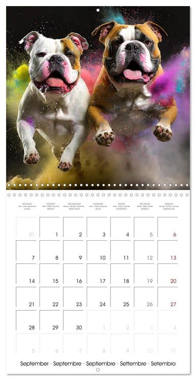 Produktbild: Dynamic Duo - Two Paws, One Leap (Wall Calendar 2026 12 &times; 12 Inch) CALVENDO 12 Month Wall Calendar