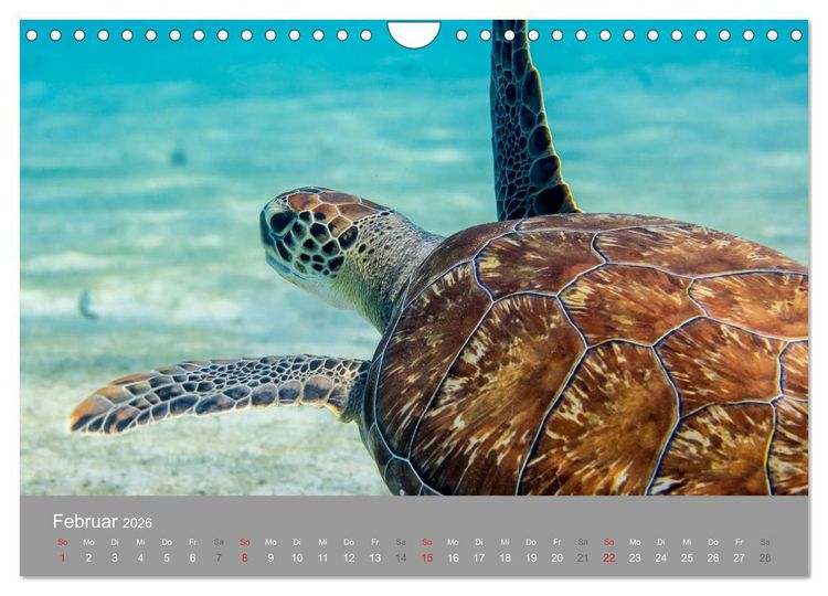 Produktbild: Meeresschildkr&ouml;ten der Karibik (Wandkalender 2026 DIN A4 quer), CALVENDO Monatskalender