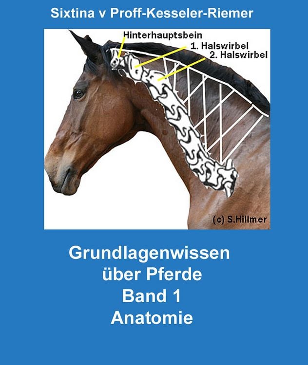 Produktbild: Grundlagenwissen &uuml;ber Pferde