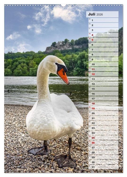 Produktbild: Stolze Schw&auml;ne (Wandkalender 2026 DIN A2 hoch), CALVENDO Monatskalender