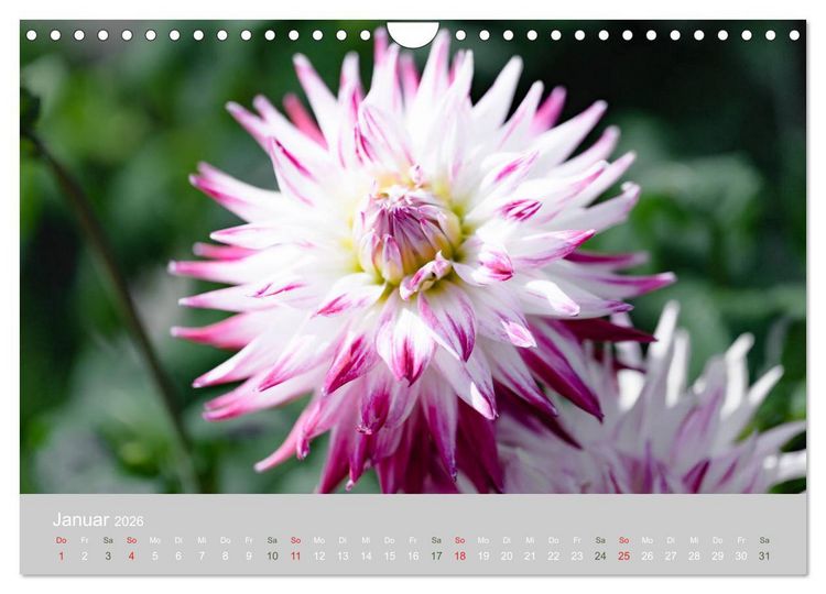 Produktbild: Dahlien - Prachtvolle Bl&uuml;ten des Sp&auml;tsommers (Wandkalender 2026 DIN A4 quer), CALVENDO Monatskalender