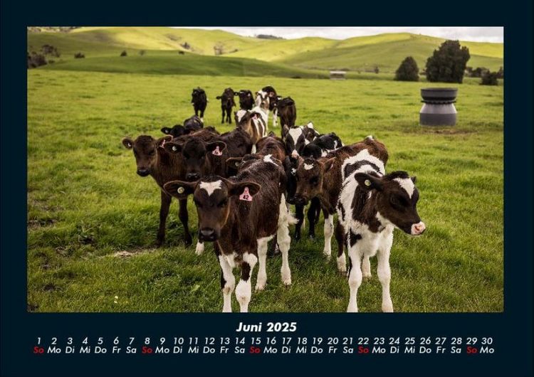 Produktbild: Kuhkalender 2025 Fotokalender DIN A4