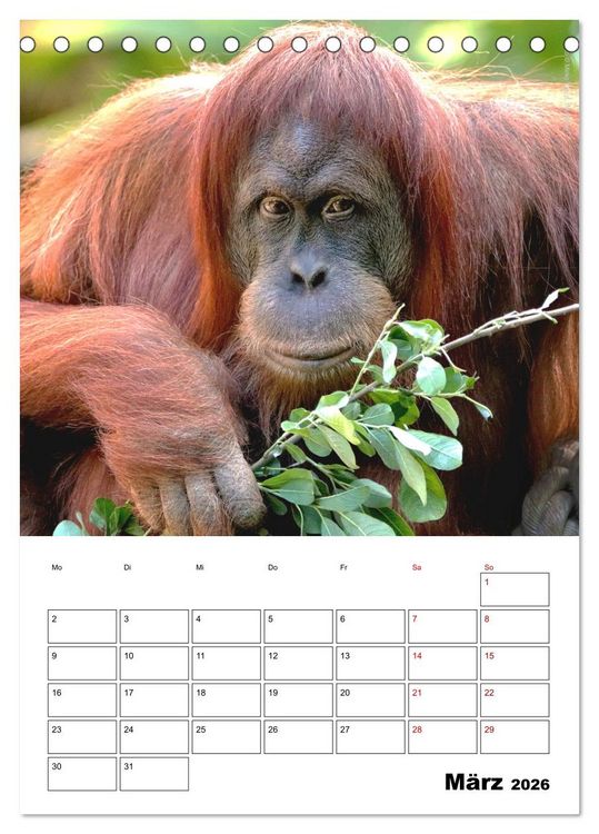 Produktbild: Augenblick der Affen 2026 (Tischkalender 2026 DIN A5 hoch), CALVENDO Monatskalender