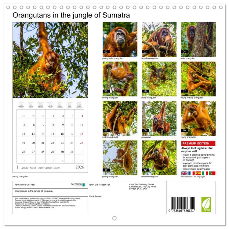 Produktbild: Orangutans in the jungle of Sumatra (Wall Calendar 2026 12 &times; 12 Inch) CALVENDO 12 Month Wall Calendar