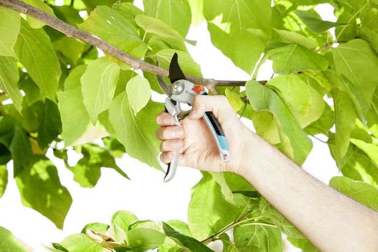Produktbild: GARDENA 08906-20 B/L Gartenschere Bypass