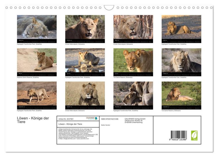 Produktbild: L&ouml;wen - K&ouml;nige der Tiere (Wandkalender 2026 DIN A3 quer), CALVENDO Monatskalender