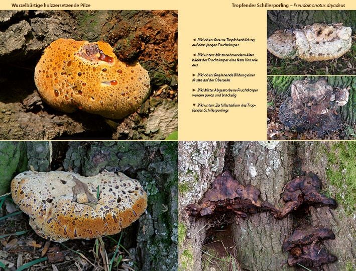Produktbild: Holzzersetzende Pilze
