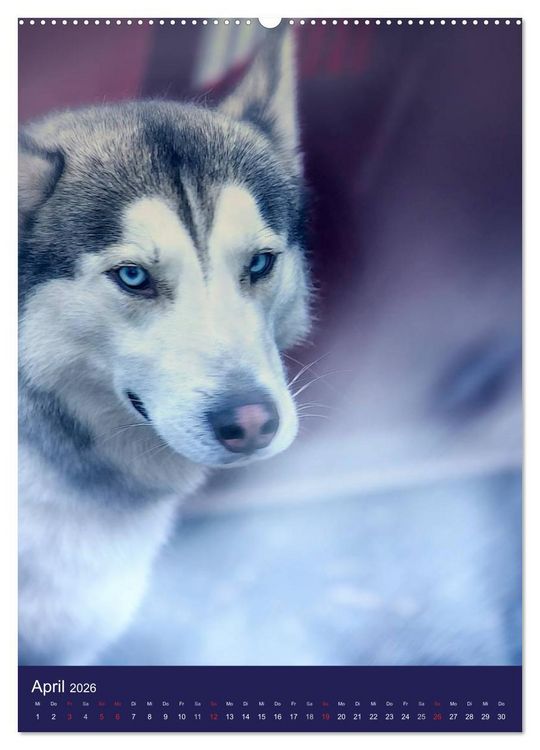 Produktbild: Huskies - Artwork (hochwertiger Premium Wandkalender 2026 DIN A2 hoch), Kunstdruck in Hochglanz
