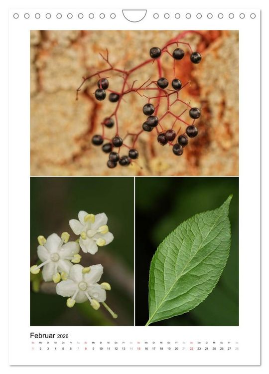 Produktbild: K&ouml;stlichkeiten der Natur 2026 (Wandkalender 2026 DIN A4 hoch), CALVENDO Monatskalender
