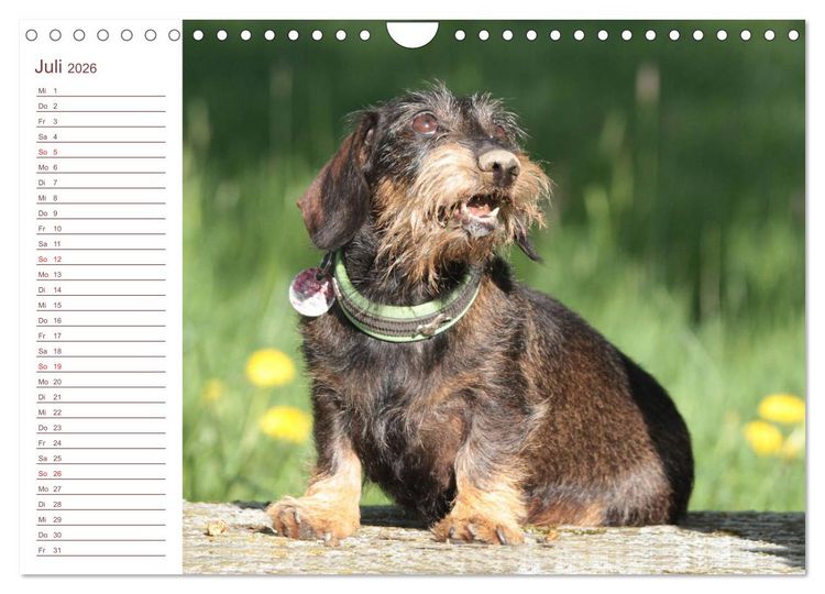 Produktbild: Familienplaner - Liebenswerte Rabauken - Rauhaardackel (Wandkalender 2026 DIN A4 quer), CALVENDO Monatskalender