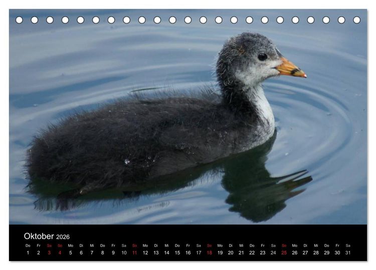 Produktbild: Die Kinderstube der Wasserv&ouml;gel (Tischkalender 2026 DIN A5 quer), CALVENDO Monatskalender