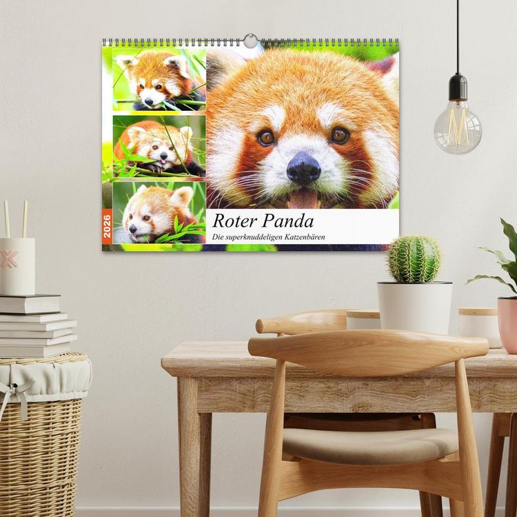 Produktbild: Roter Panda. Die superknuddeligen Katzenb&auml;ren (Wandkalender 2026 DIN A3 quer), CALVENDO Monatskalender