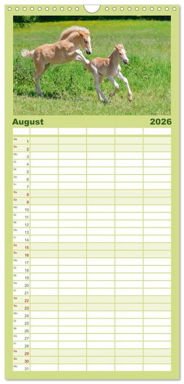 Produktbild: Familienplaner 2026 - Haflinger Fohlen mit 5 Spalten (Wandkalender, 21 x 45 cm) CALVENDO