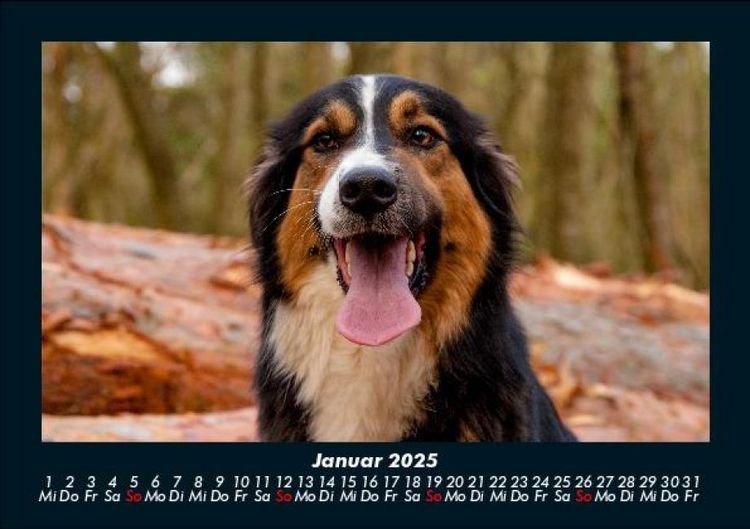 Produktbild: Hunde 2025 Fotokalender DIN A5