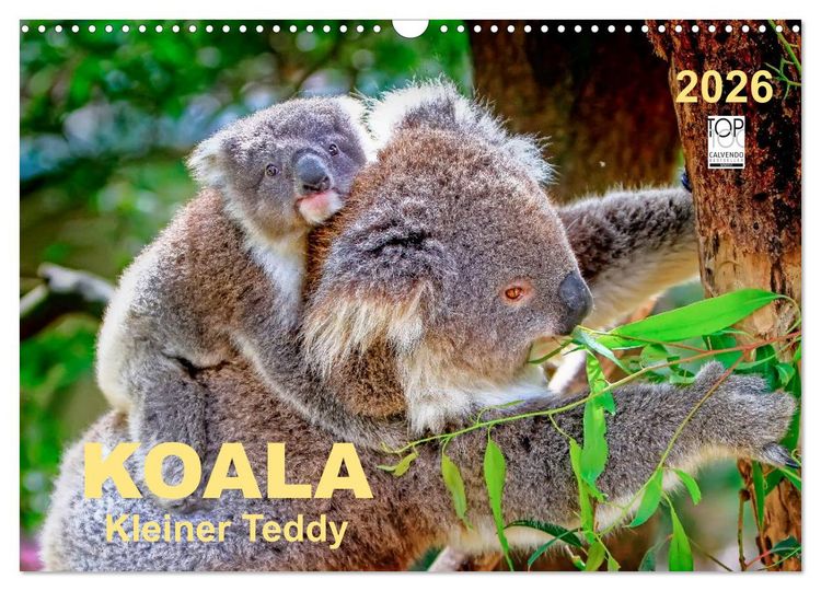 Produktbild: Koala - kleiner Teddy (Wandkalender 2026 DIN A3 quer), CALVENDO Monatskalender