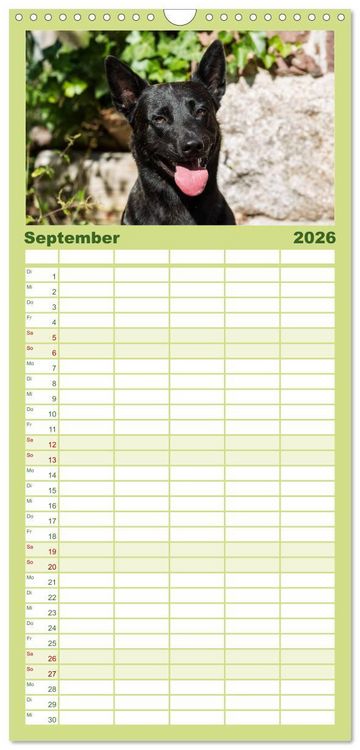 Produktbild: Familienplaner 2026 - ausdrucksvolle Holl&auml;ndische Sch&auml;ferhunde mit 5 Spalten (Wandkalender, 21 x 45 cm) CALVENDO