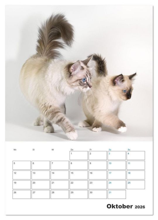 Produktbild: Heilige Birma Kitten Kalender mit Planer (Wandkalender 2026 DIN A4 hoch), CALVENDO Monatskalender