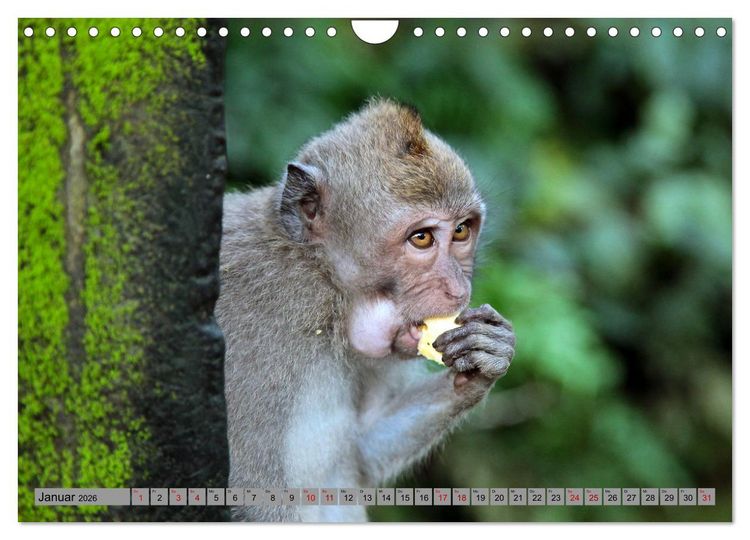 Produktbild: AFFEN AUS ASIEN Indonesien, Thailand, Indien (Wandkalender 2026 DIN A4 quer), CALVENDO Monatskalender