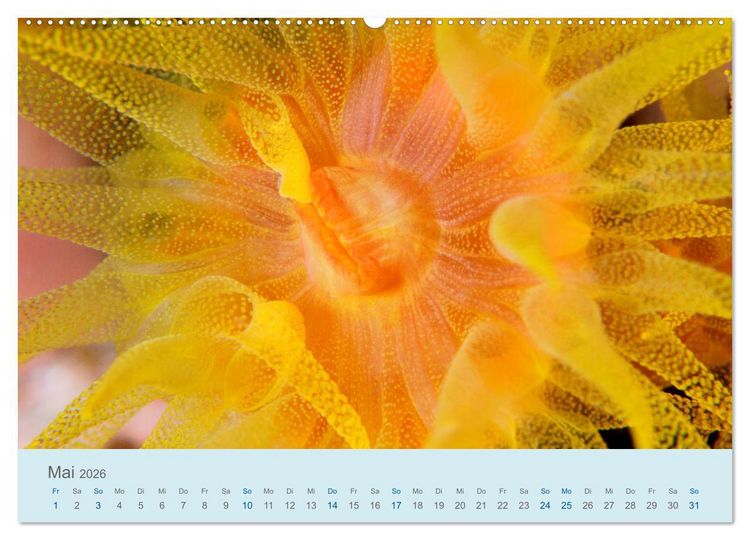 Produktbild: Abenteuer Unterwasser (Wandkalender 2026 DIN A2 quer), CALVENDO Monatskalender