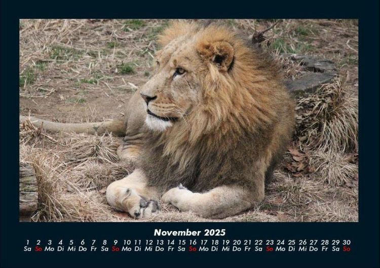 Produktbild: L&ouml;wen in der Wildnis 2025 Fotokalender DIN A4