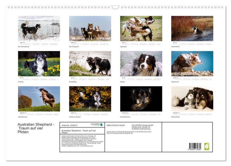 Produktbild: Australian Shepherd - Traum auf vier Pfoten (Wandkalender 2026 DIN A2 quer), CALVENDO Monatskalender